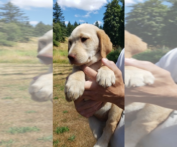 Medium Photo #8 Labrador Retriever Puppy For Sale in OLYMPIA, WA, USA