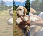 Small #7 Labrador Retriever
