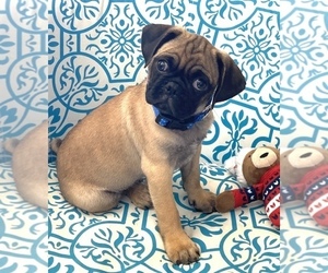 Pug Puppy for Sale in HUTTO, Texas USA