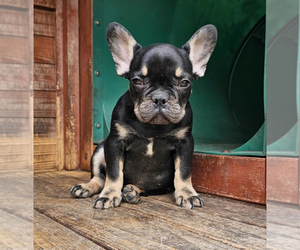French Bulldog Puppy for sale in BURBANK, CA, USA