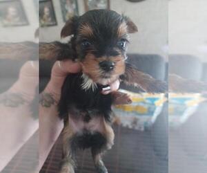 Yorkshire Terrier Puppy for sale in COLTON, NY, USA