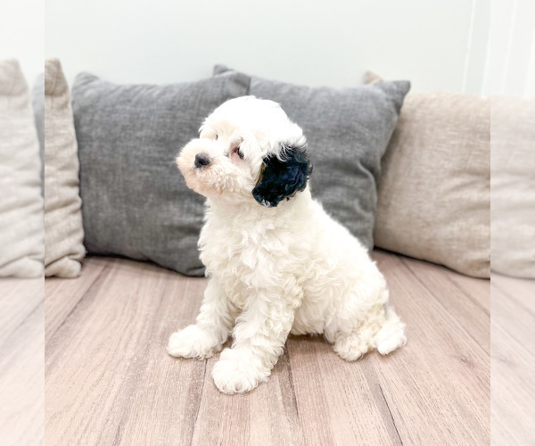 Medium Photo #3 Bernedoodle (Miniature) Puppy For Sale in DUNDEE, OH, USA
