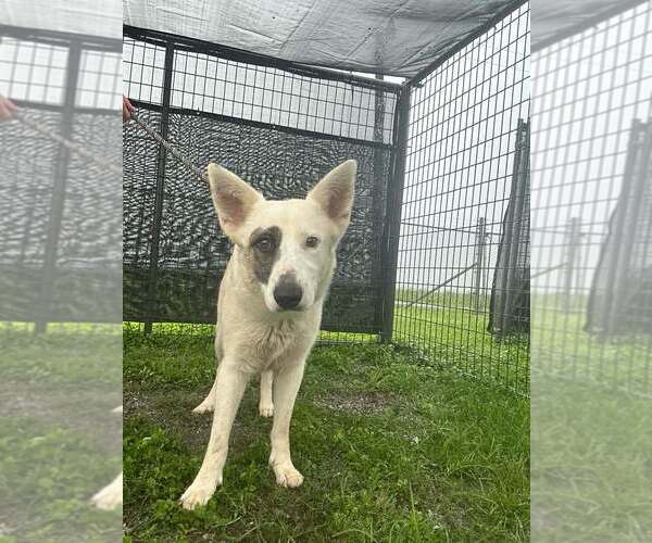 Medium Photo #4 Mutt Puppy For Sale in Abbeville, LA, USA