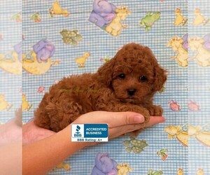 Poodle (Toy) Puppy for sale in WINNSBORO, LA, USA