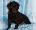 Small Photo #3 Labradoodle mix (+ Poodle Standard) Puppy For Sale in LA HABRA, CA, USA