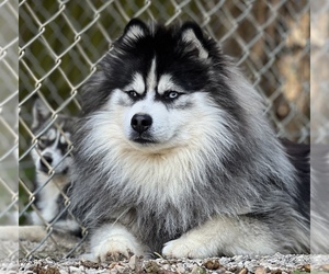 Father of the Pomsky puppies born on 04/12/2022