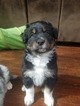 Small Photo #1 Australian Shepherd Puppy For Sale in MOLALLA, OR, USA
