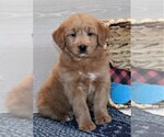Small Photo #7 Goldendoodle (Miniature) Puppy For Sale in SYRACUSE, IN, USA