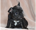 Small #5 French Bulldog