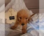Small Photo #7 Goldendoodle Puppy For Sale in COMMERCE, TX, USA