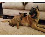 Small Photo #8 Belgian Malinois Puppy For Sale in KATY, TX, USA