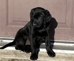 Puppy 1 Labrador Retriever-Treeing Walker Coonhound Mix