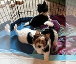 Small Photo #3 Biewer Terrier Puppy For Sale in CANBY, OR, USA