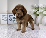 Small #4 Labradoodle