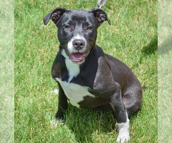 Medium Photo #6 American Staffordshire Terrier-Labrador Retriever Mix Puppy For Sale in Huntley, IL, USA