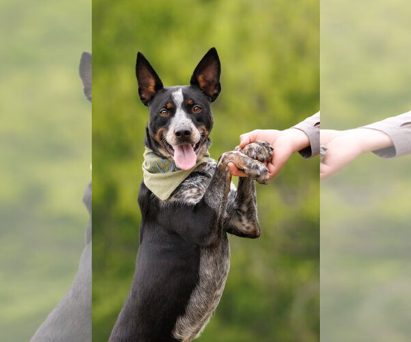 Medium Photo #1 Mutt Puppy For Sale in McKinney, TX, USA