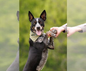 Mutt Dogs for adoption in McKinney, TX, USA