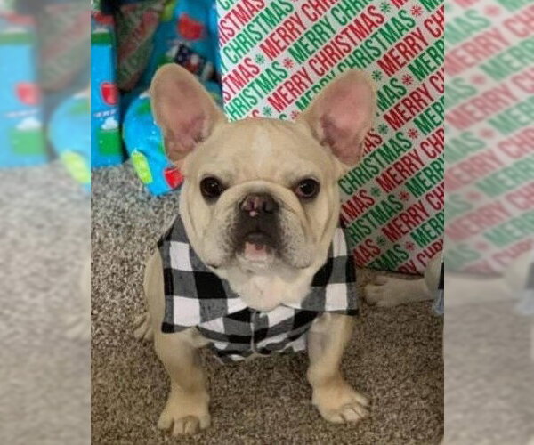 Medium Photo #1 French Bulldog Puppy For Sale in Chandler, AZ, USA