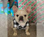 THOR - Male French Bulldog Dog for Adoption - Small photo