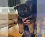 Puppy Riot German Shepherd Dog