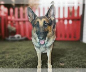 German Shepherd Dog-Unknown Mix Dogs for adoption in Las Vegas, NV, USA