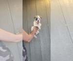 Puppy Puppy 6 American Bulldog