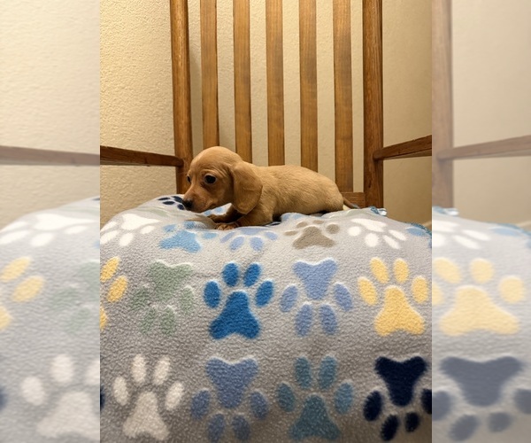 Medium Photo #2 Dachshund Puppy For Sale in RIPLEY, MS, USA