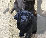 Small Photo #4 Labrador Retriever Puppy For Sale in SENOIA, GA, USA