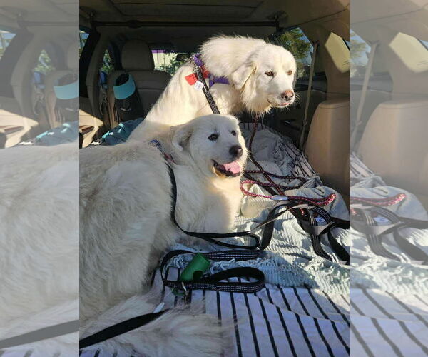 Medium Photo #3 Great Pyrenees Puppy For Sale in Croydon, NH, USA