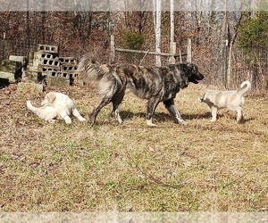 Father of the Anatolian Shepherd-Maremma Sheepdog Mix puppies born on 11/08/2022