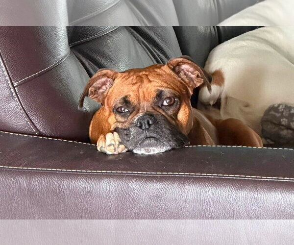 Medium Photo #1 Boxer Puppy For Sale in Burnsville, MN, USA