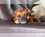 Small Boxer