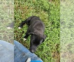 Small #2 Border Collie-Mastiff Mix