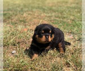 Rottweiler Puppy for sale in DANIELSVILLE, GA, USA
