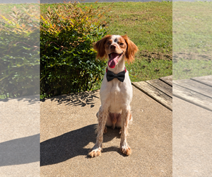 - Mix Dogs for adoption in Curwensville, PA, USA
