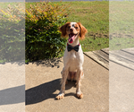 TN/Hank Jr - Male - Mix Dog for Adoption - Small photo