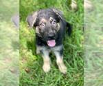 Small #1 German Shepherd Dog