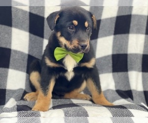 German Shepherd Dog-Unknown Mix Puppy for sale in LAKELAND, FL, USA