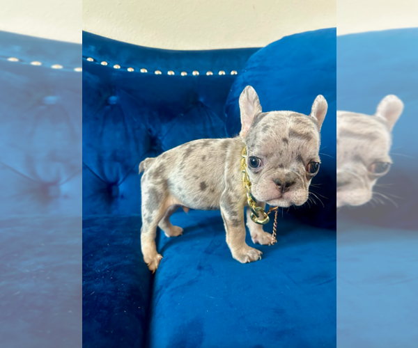 Medium Photo #3 French Bulldog Puppy For Sale in ENCINO, CA, USA