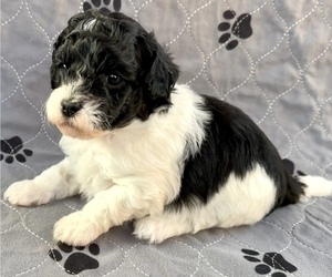 Poodle (Miniature)-Zuchon Mix Puppy for sale in ALGOMA, WI, USA
