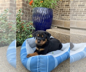 Rottweiler Puppy for sale in NOBLESVILLE, IN, USA