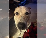 Small #2 Labrador Retriever Mix