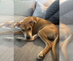 Small #1 Boxer Mix