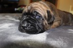Small Photo #2 Cane Corso Puppy For Sale in BATTLE GROUND, WA, USA