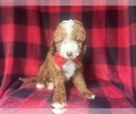 Small #2 Cavapoo