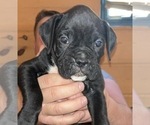 Small #1 Boxer