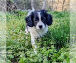 Small Photo #2 Jack Russell Terrier-Unknown Mix Puppy For Sale in Vail, AZ, USA