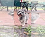 Small #3 Petit Basset Griffon Vendeen