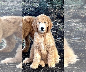 Goldendoodle Puppy for sale in SATELLITE BEACH, FL, USA