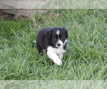 Small Photo #27 Border Collie Puppy For Sale in BLOOMINGTON, WI, USA